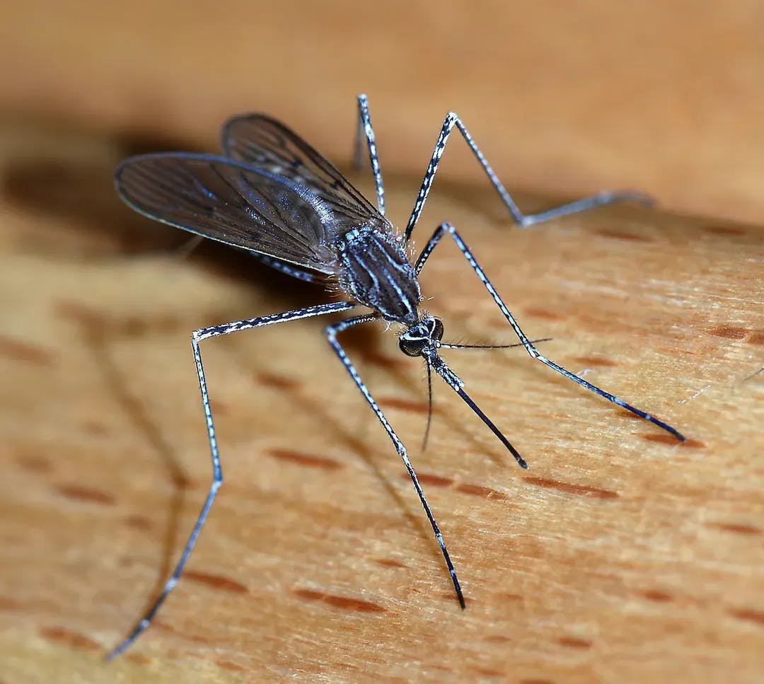 Prevent mosquitoes from ruining your Florida summer with these tips and natural remedies. Contact a pest control company for help.