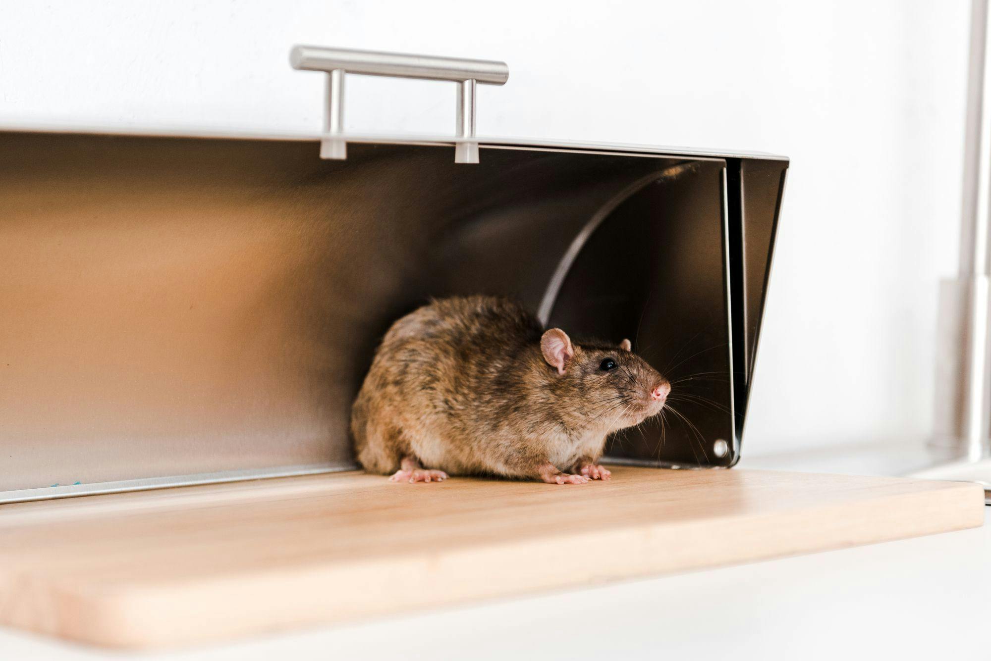 Uncover the essentials of rodent prevention through sanitation. From food storage to decluttering, learn how cleanliness keeps your home rodent-free.