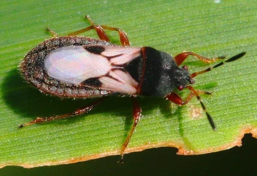 Florida's warm weather brings out a tonof bugs, like the notorious chinch bug which causes significant damage and irritation during springtime.