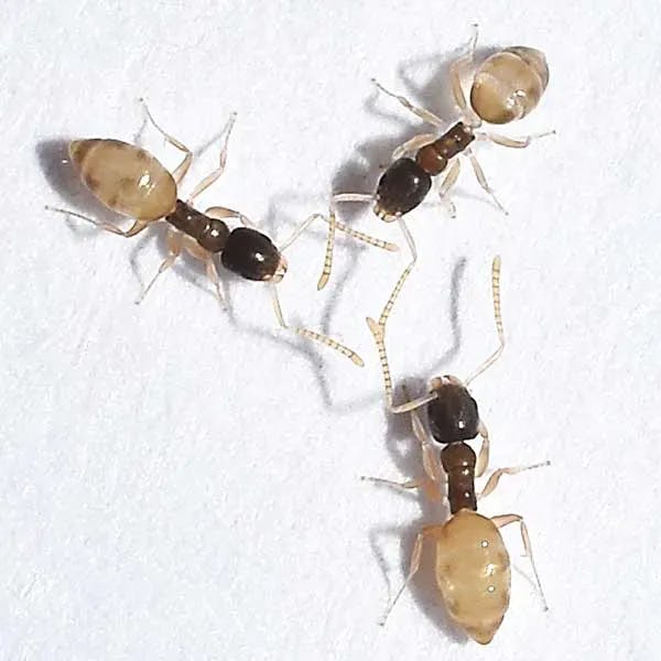 Ants are the most common pest in the US, causing damage and spreading disease. Learn about the different types and how to prevent them in your home.