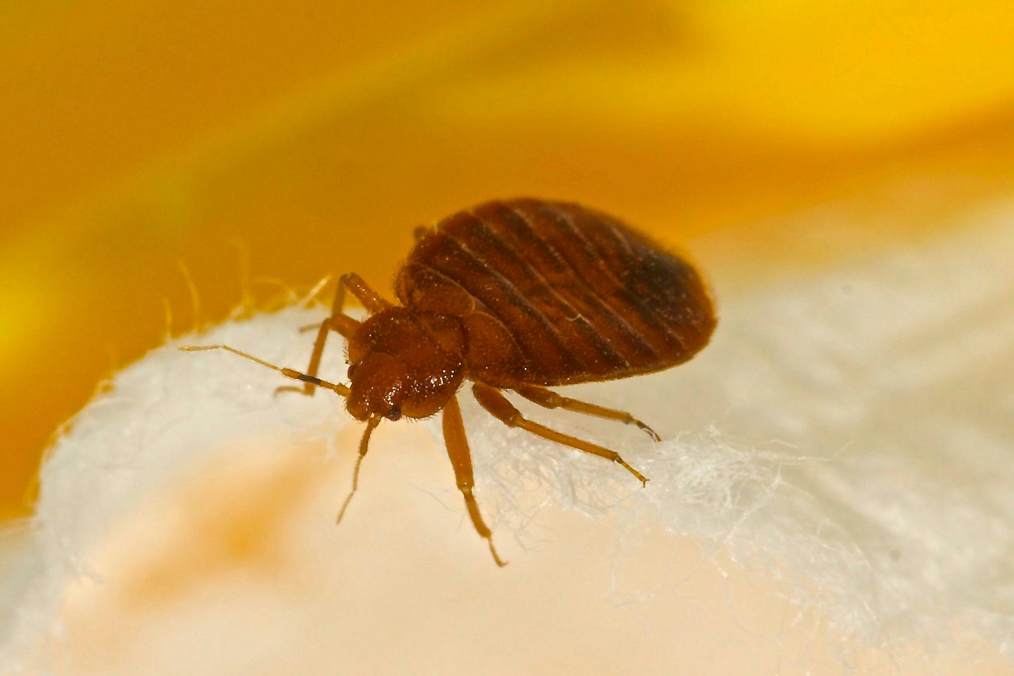 Uncover the secrets to bed bug control with Empire Lawn & Pest Control. Our expert guide reveals effective solutions to safeguard your home.