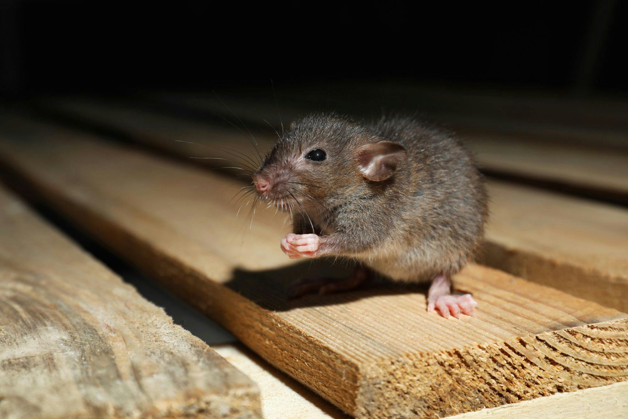 Guard against rodent infestations with Empire Lawn & Pest Control. Learn signs of infestation and effective prevention, control, and extermination techniques.