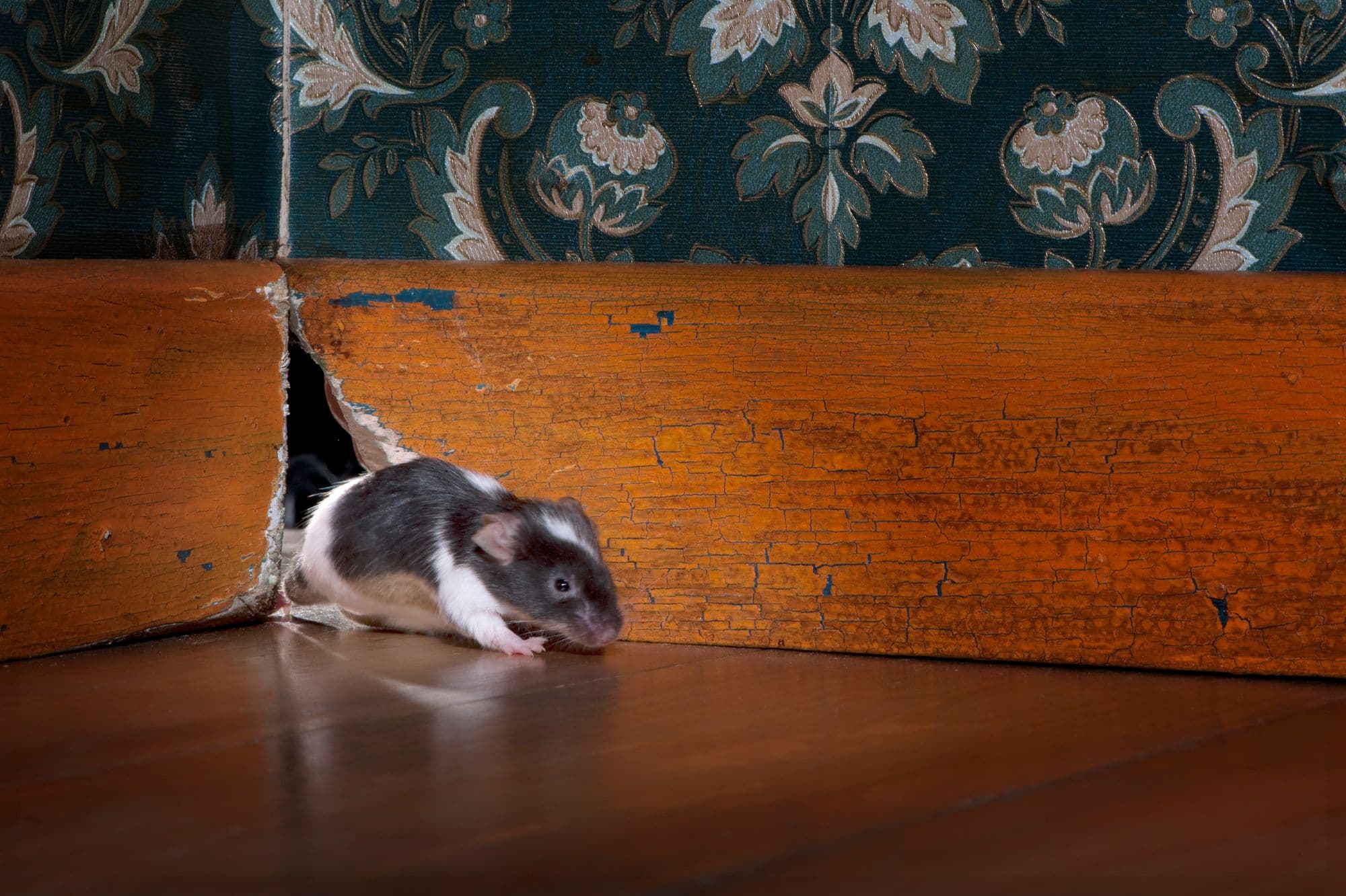 Learn the importance of rodent exclusion, from health risks to property damage. Discover Empire Lawn & Pest Control's humane, effective methods.