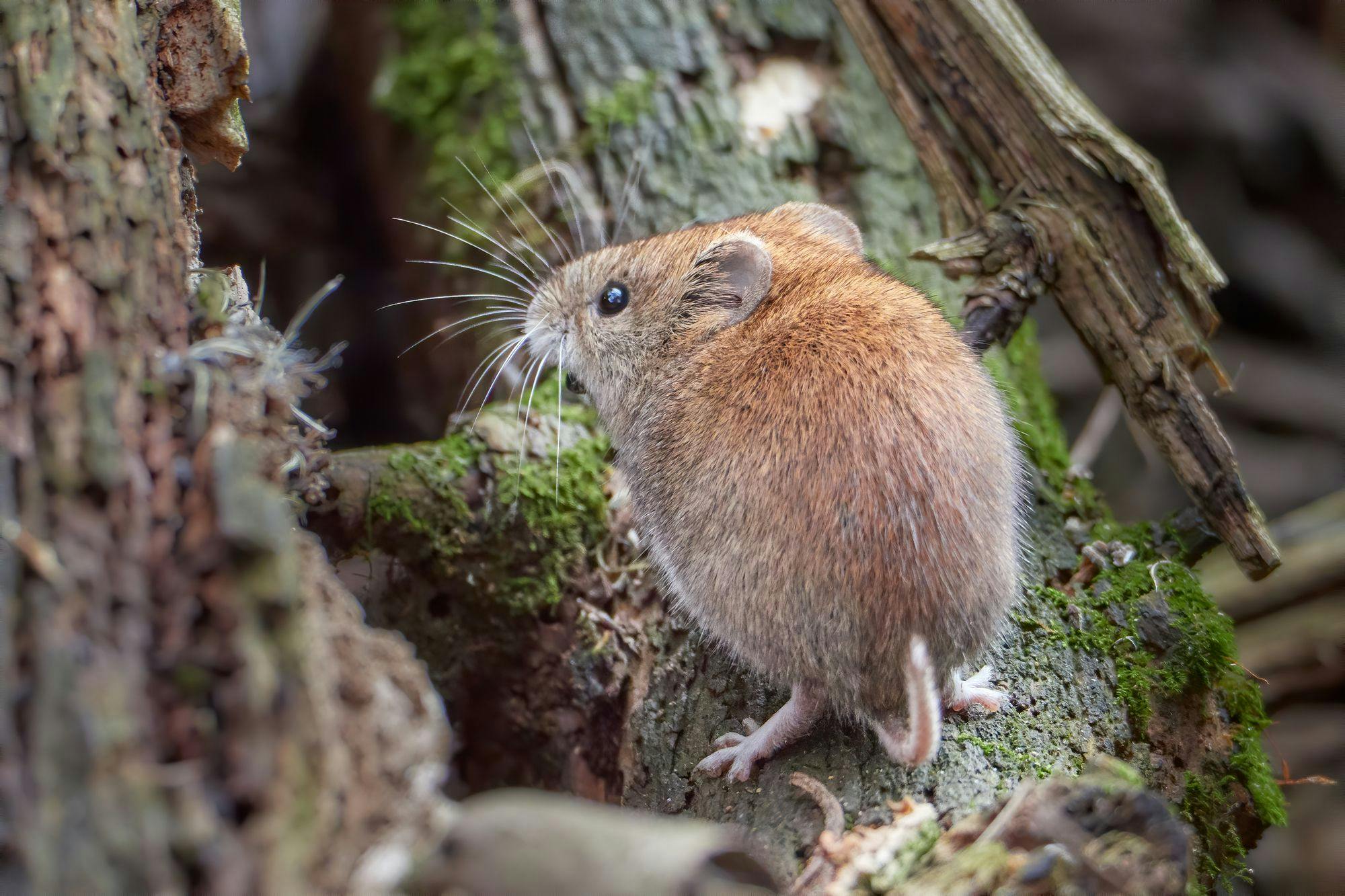 Discover the ultimate guide to rodent exclusion. Learn why traditional methods fall short and how a holistic approach can offer a permanent solution.