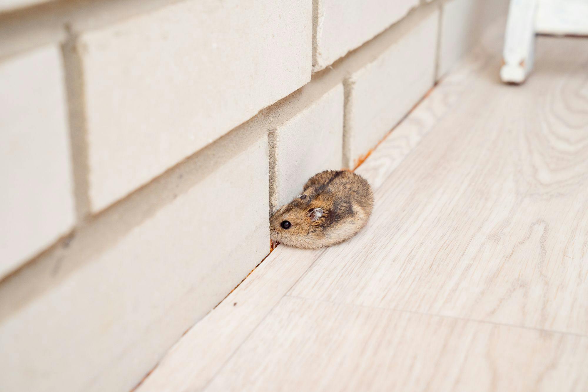 Explore the importance of inspections in rodent exclusion. Discover tools, materials, and safety precautions for effective pest control.
