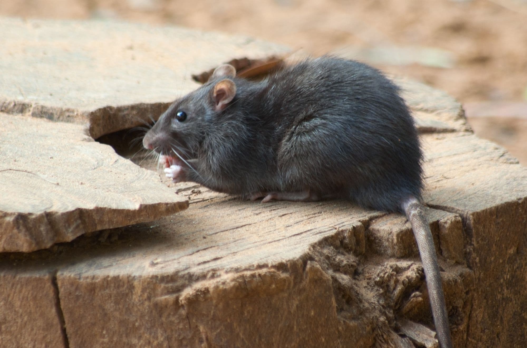 Dive into effective rodent management strategies, from ultrasonic repellents to professional inspections, ensuring a rodent-free environment.