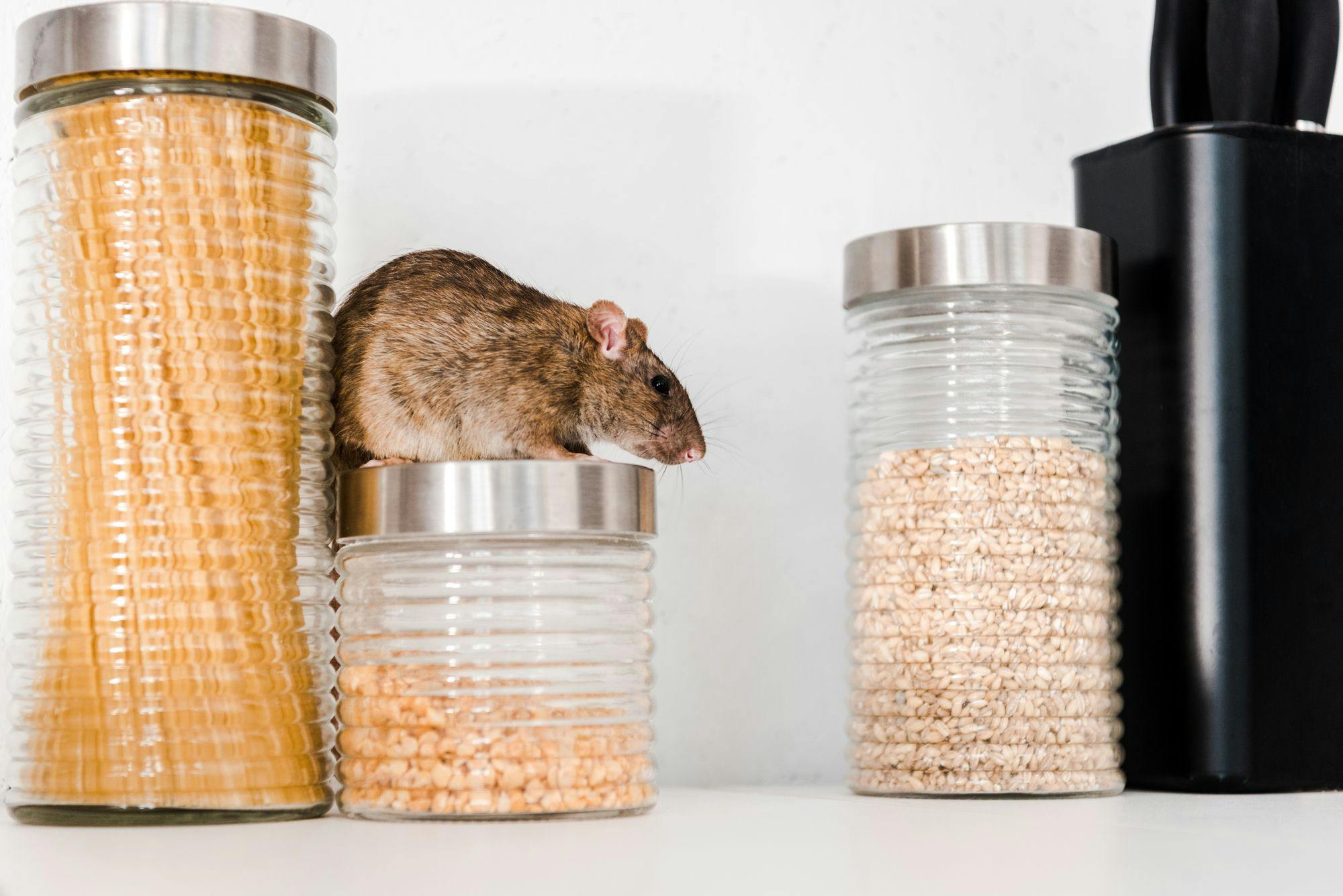 Explore the legal, ethical, and social aspects of rodent exclusion. This comprehensive guide covers humane practices, regulations, and why ethics matter in pest control.