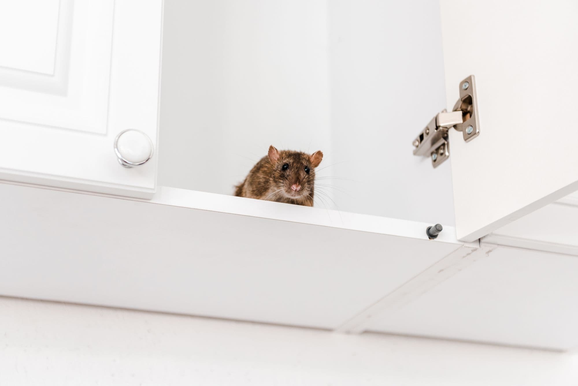 Explore the conclusion of our Ultimate Guide to Rodent Exclusion. Learn about effective techniques, upcoming trends, and get a sneak peek into our next series on bats. Your blueprint for a rodent-free life awaits.
